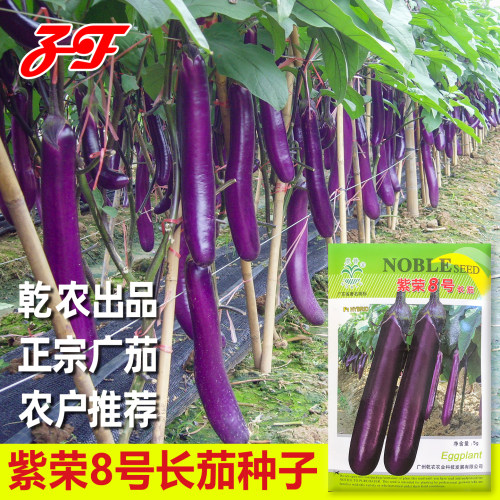 基地专用正宗紫红色长茄子种子