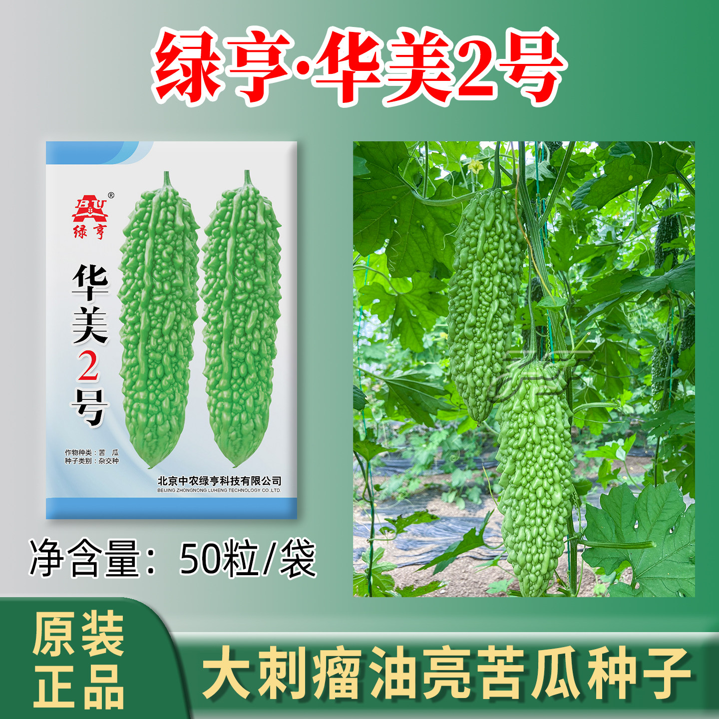 早熟耐热油绿杂交珍珠苦瓜种子图片