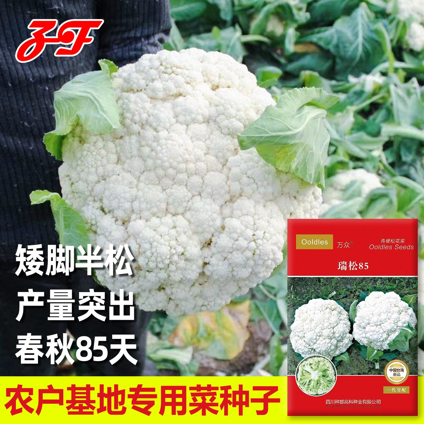 瑞松85松花菜种子春秋季耐寒矮家庭园艺种子