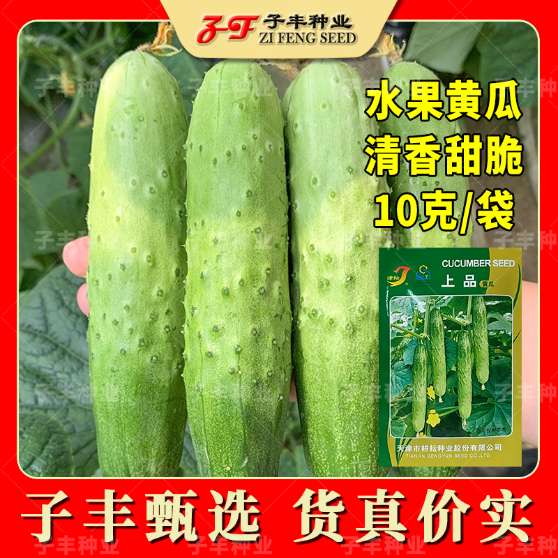 清香甜脆上品四季水果黄瓜种子