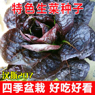 特色生菜种子汉斯紫晶207紫色生菜种籽阳台四季盆栽水培生菜种孑