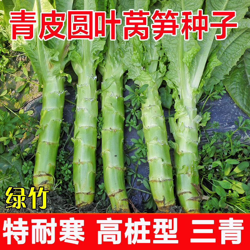 绿竹高桩耐寒圆叶莴笋种子春秋季冬季绿肉绿皮正宗三青香莴笋种籽_虎窝淘