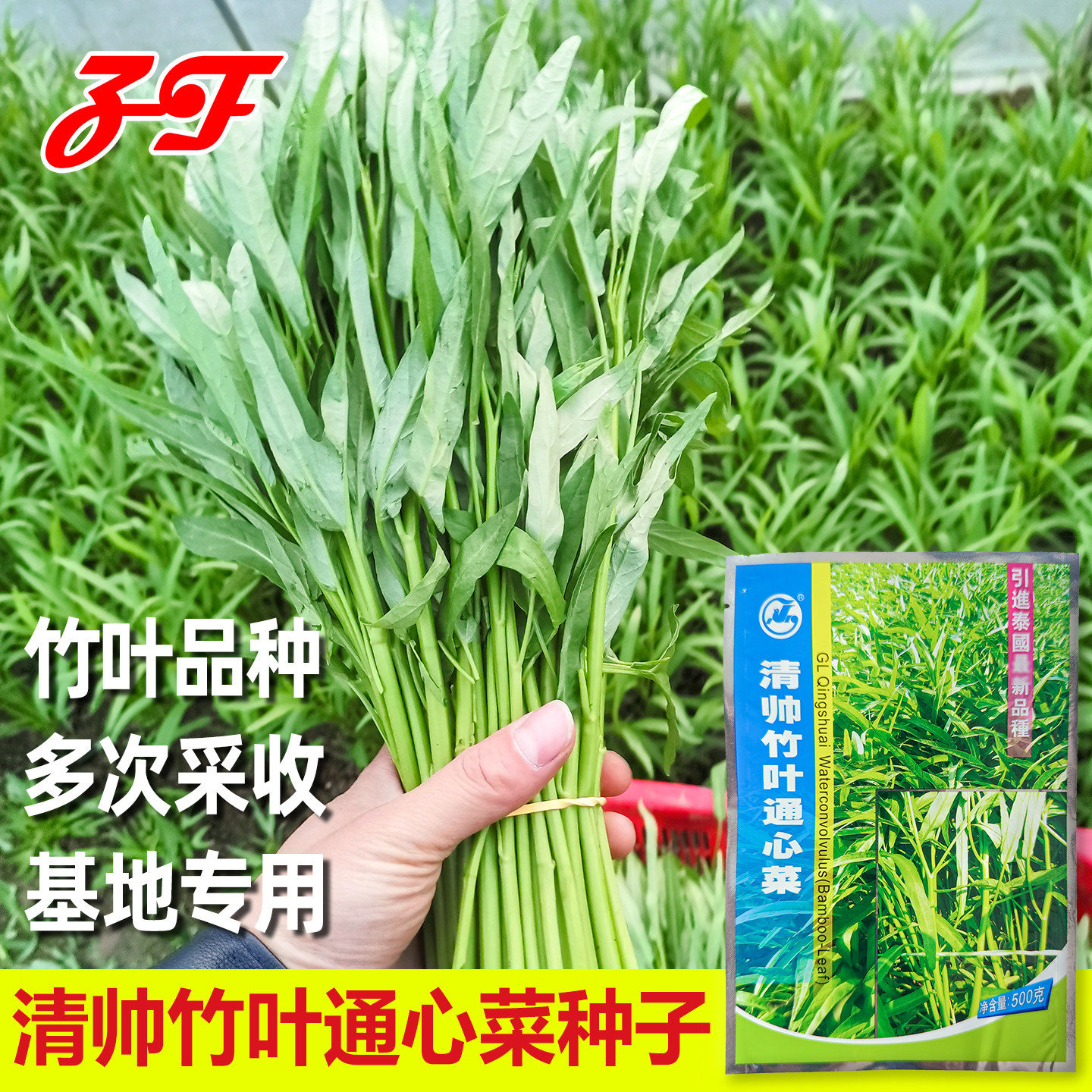 泰国竹叶通心菜种子广良清帅空心菜种子夏季多次采收尖叶雍菜种籽
