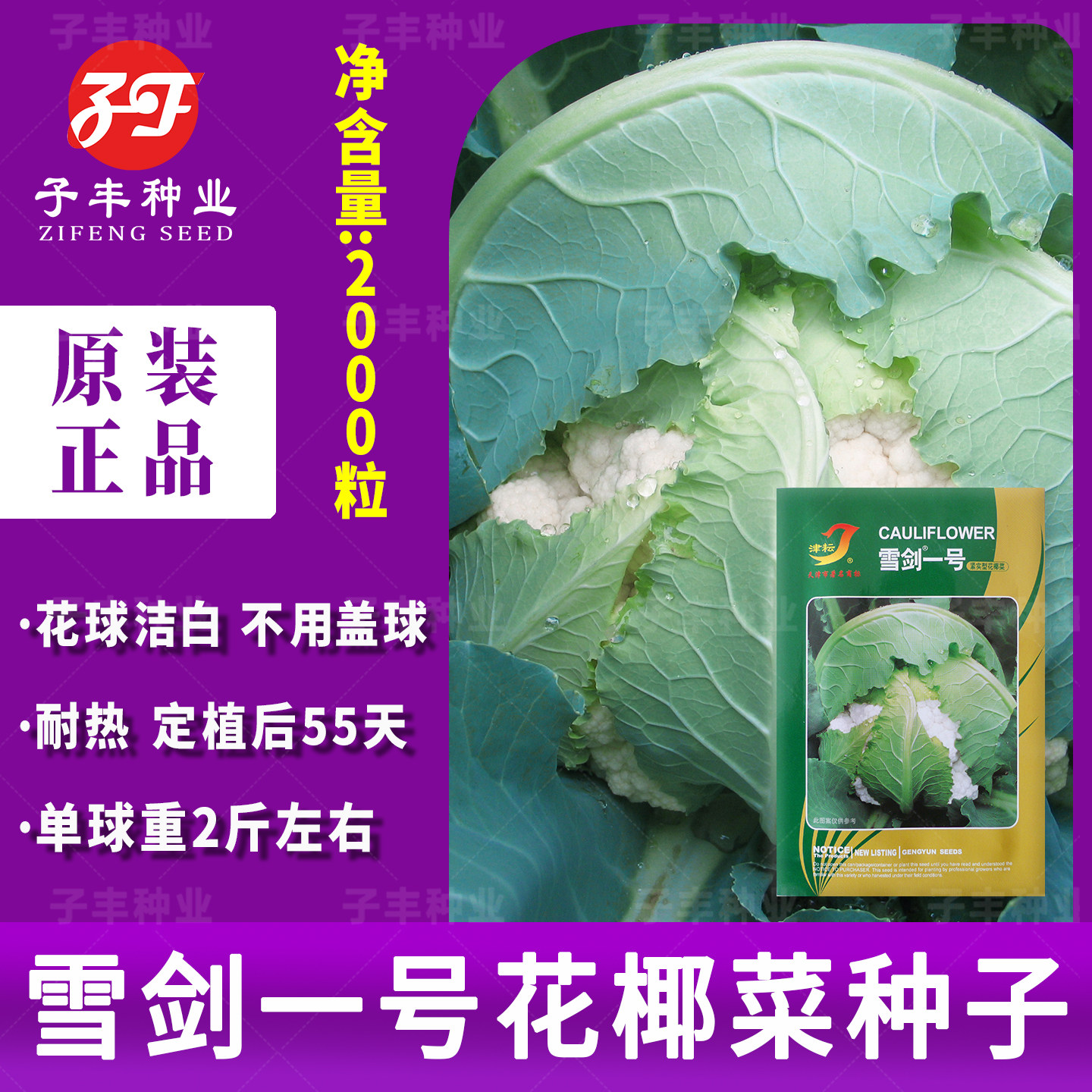 雪剑一号秋季菜花种子55天夏季耐热耐晒紧花菜花椰菜免盖实花种籽