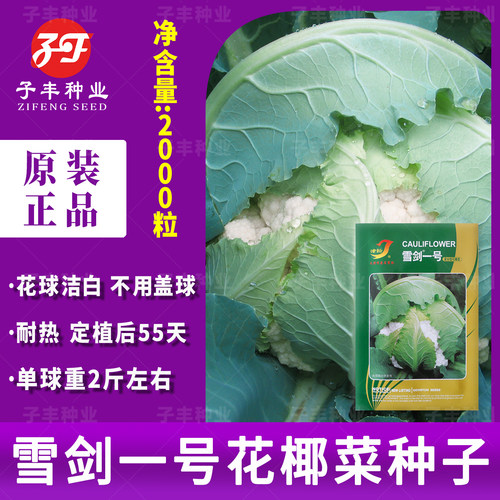 耐热雪白55天紧花菜种子不用遮盖