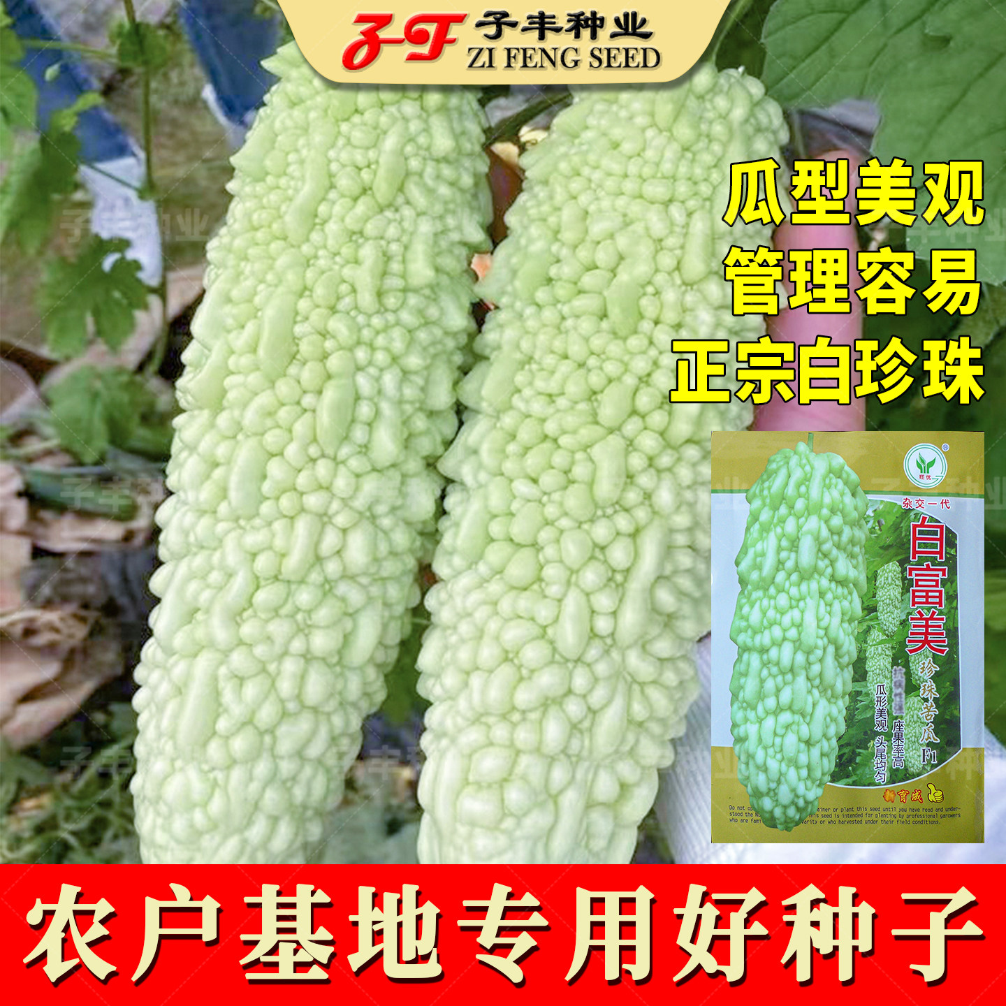 广东白富美珍珠苦瓜种子春秋四季基地正宗珍珠白苦瓜籽凉瓜菜籽种