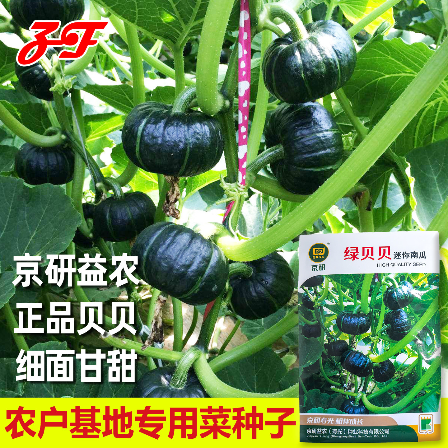 京研益农正宗绿贝贝南瓜种子板栗粉糯香甜迷你小南瓜种籽春季秋季