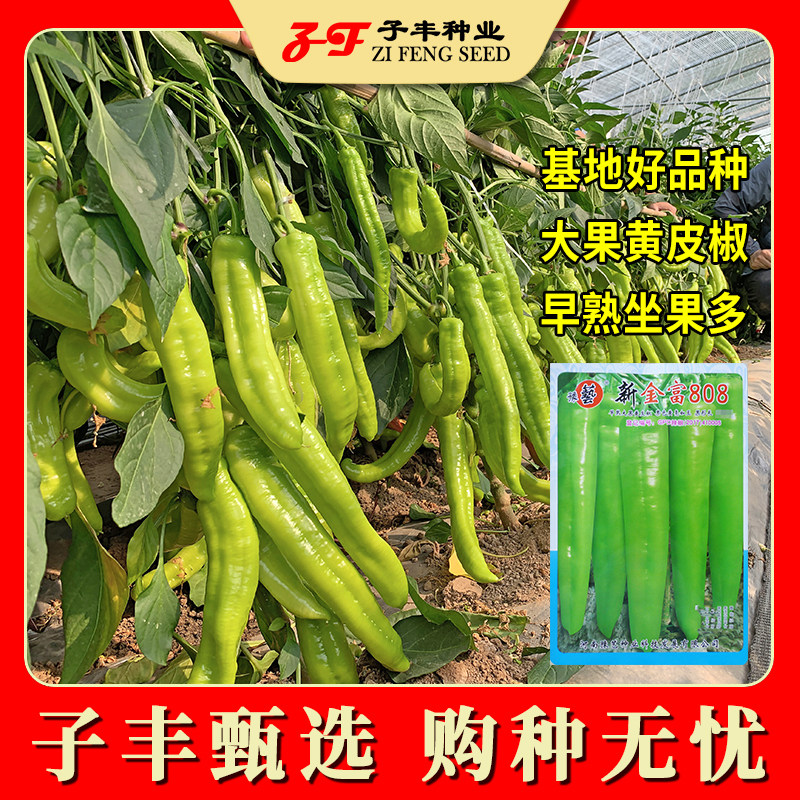 早熟辣椒种子豫艺新金富808大果黄皮椒种子春秋季羊角椒辣椒种籽