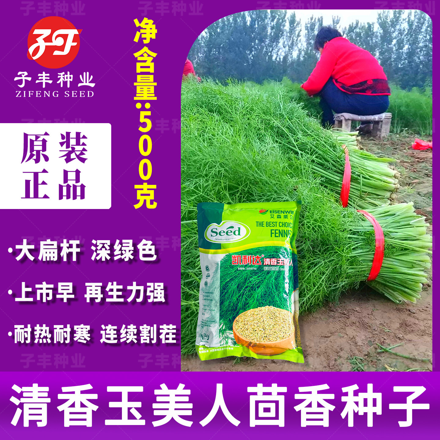 四季割茬大茴香种子一年多刀香味浓扁梗多茬茴香荤香回香蔬菜种籽