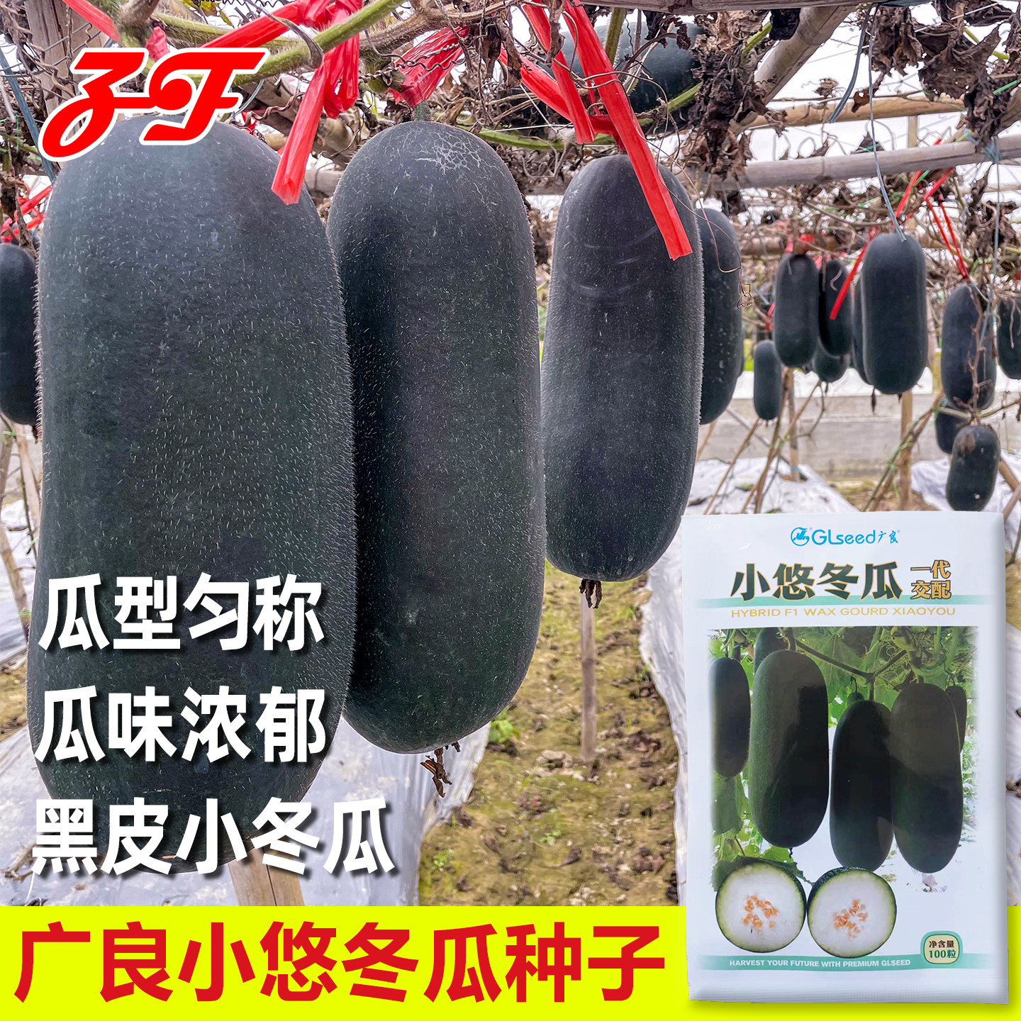 小悠冬瓜种子春季夏秋早中熟瓜味浓广良原装水果迷你黑皮小冬瓜籽