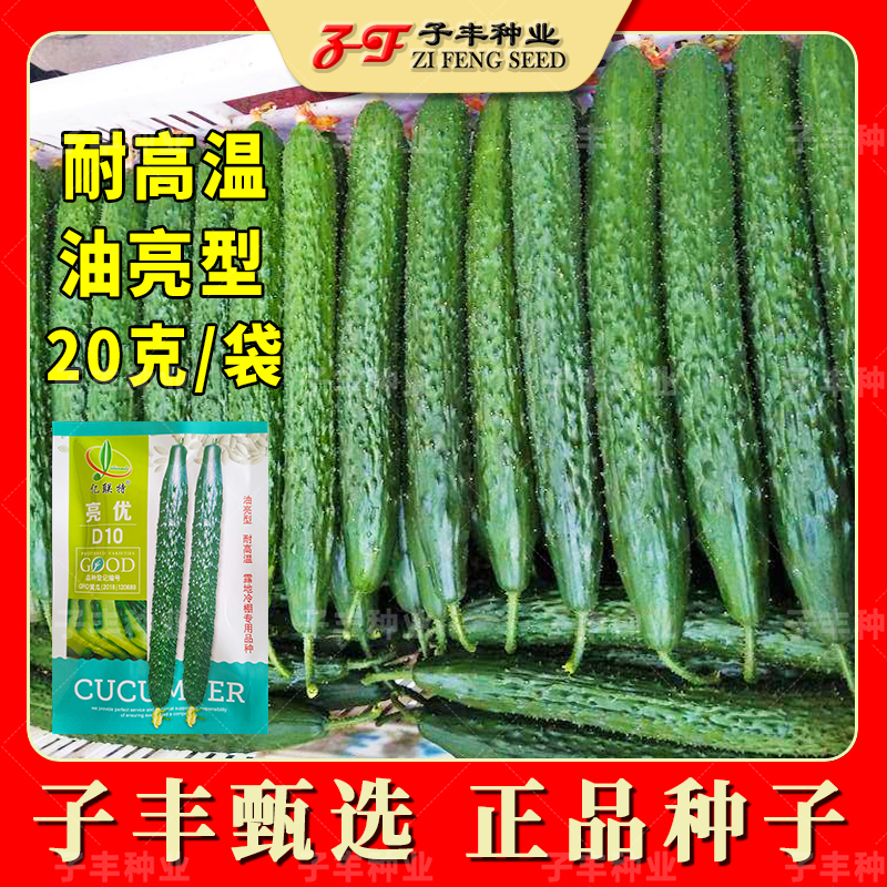 夏季露地冷棚耐高温油亮黄瓜种子