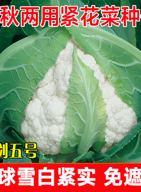 天津耕耘雪剑五号花菜种子紧菜花春季秋季白色花椰菜种籽实花雪白