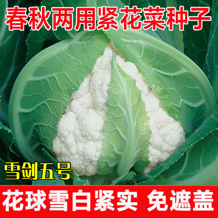 天津耕耘雪剑五号花菜种子紧菜花春季秋季白色花椰菜种籽实花雪白