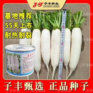 夏季耐高温耐裂早熟白萝卜种子