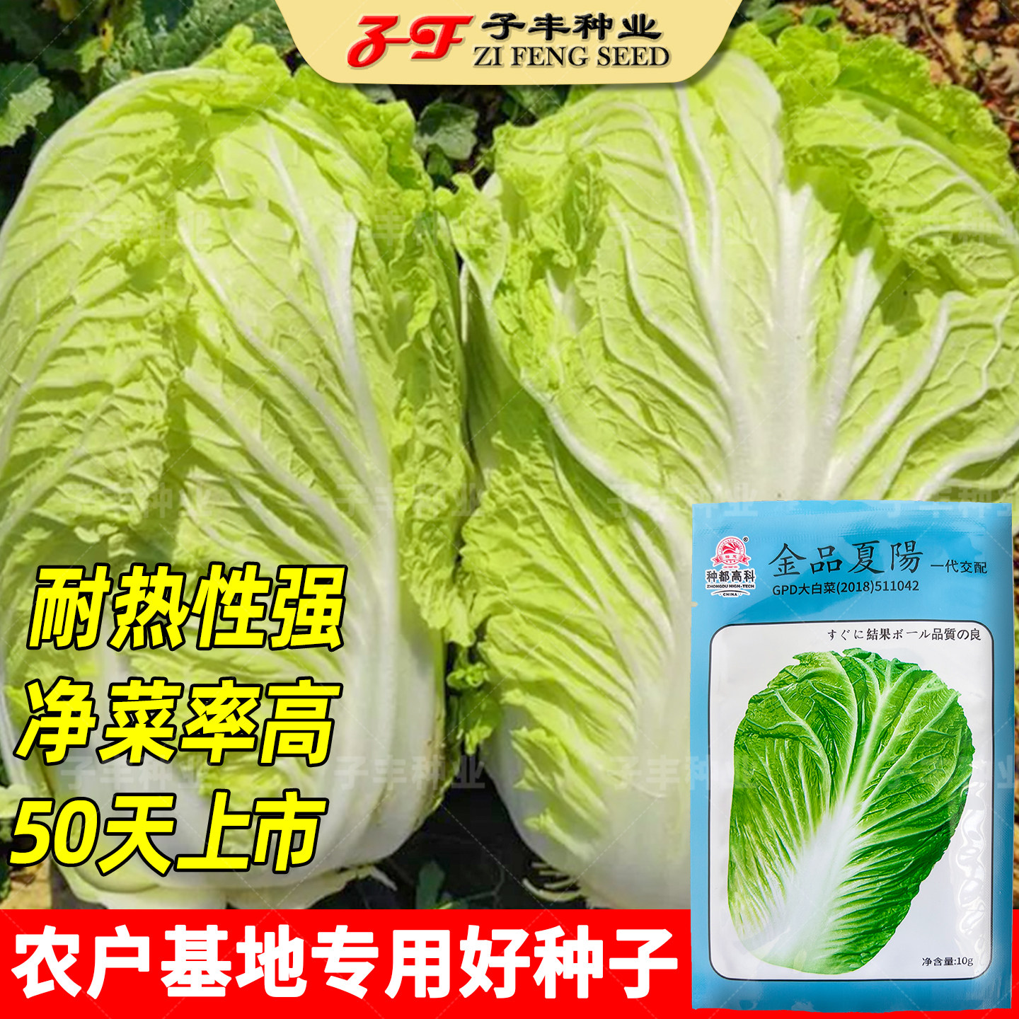 夏季耐高温大白菜种子种都金品夏阳秋季耐热50天白菜籽耐湿病害少