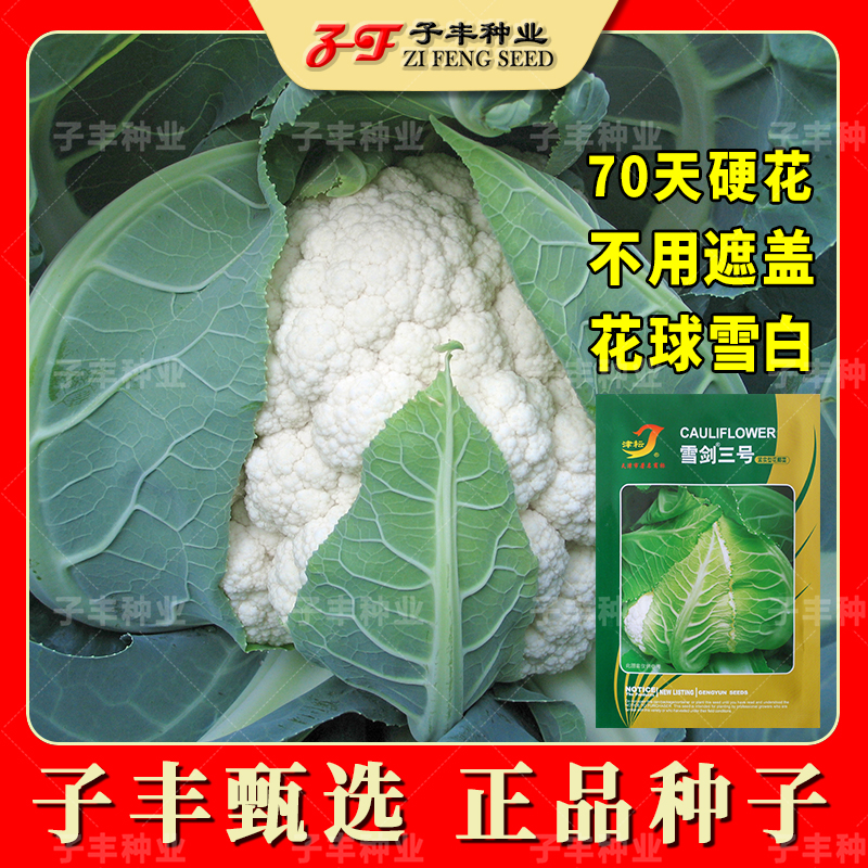 秋季70天雪剑三号紧花菜种子