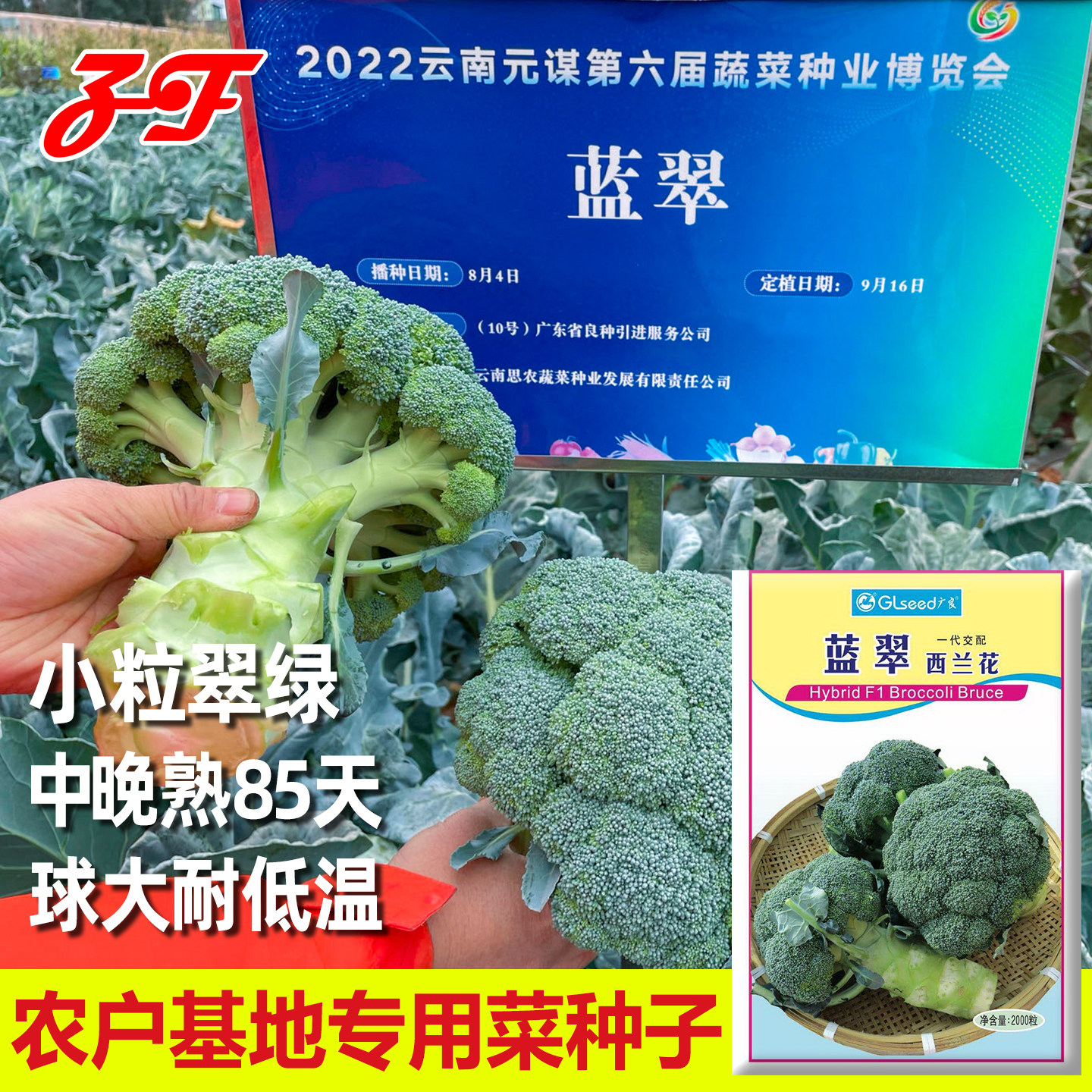 春秋季85天小米粒西兰花种子