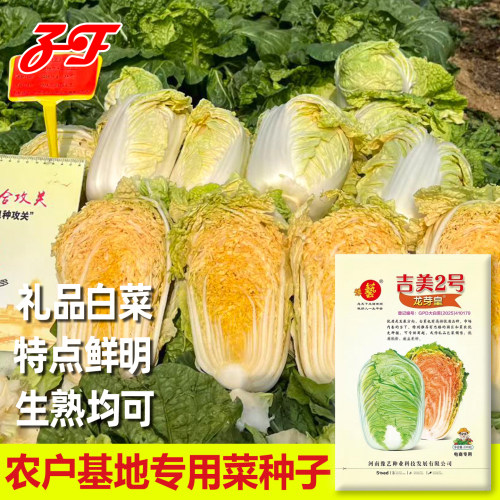 豫艺秋季礼品大白菜种子橘红心