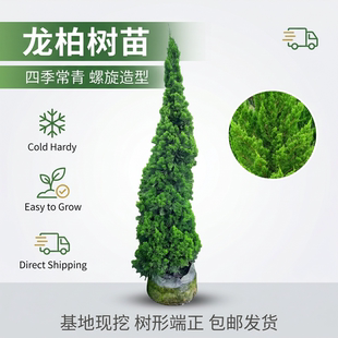 小龙柏苗四季常绿别墅庭院龙柏树苗室内外龙柏球园林绿化绿篱植物