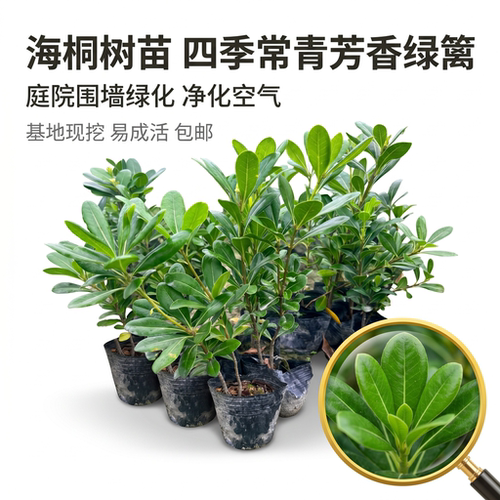 海桐树苗庭院绿化别墅芳香绿篱