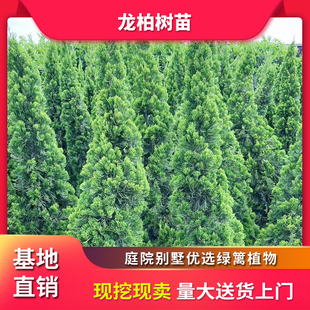 小龙柏苗四季常绿别墅庭院龙柏树苗室内外龙柏球园林绿化绿篱植物