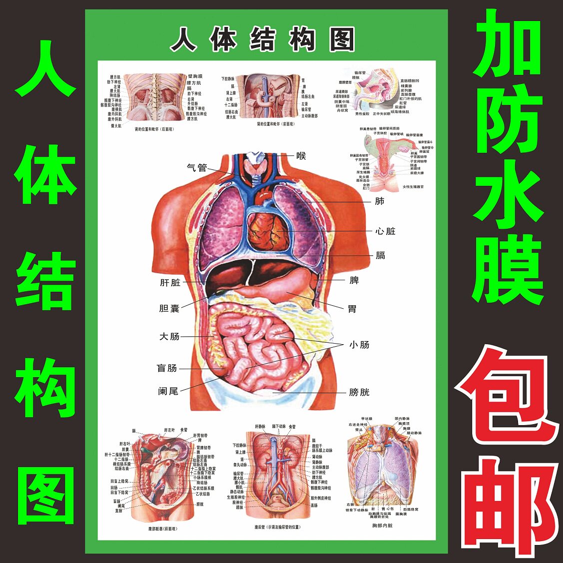 人体内脏解剖系统示意图医学宣传挂图人体器官心脏结构图医院海报