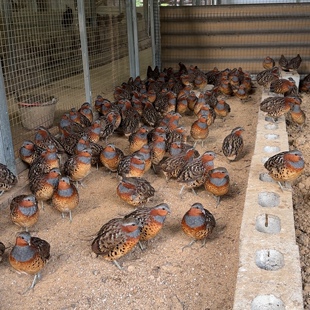 竹鸡 宠物观赏 人工养殖繁育 可饲养 繁殖 宠物观赏证件齐全
