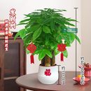 50CM 三杆发财树 花卉好养桌面节日送礼绿植物 耐阴耐旱
