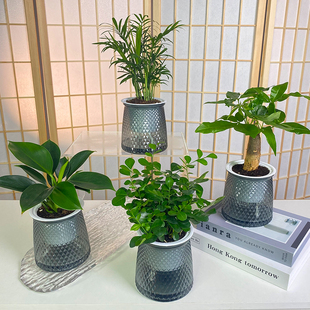 【买三送一】椰子 金钻 发财树 文竹 九里香 栀子花桌面绿植盆栽