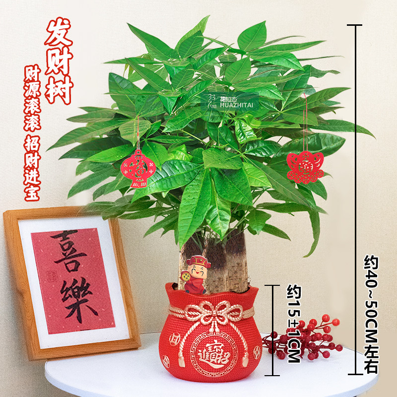【三杆发财树】桌面喜庆节日年宵送礼绿植盆栽好养耐阴绿植40-50c,鲜花速递/花卉仿真/绿植园艺,绿植,淘宝优惠券,粉丝福利购,淘宝优惠卷