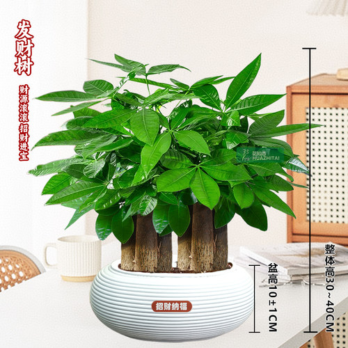 【六杆发财树】喜庆年节送礼办公室内桌面好养护观叶耐旱30-40cm