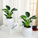 30cm 金钻绿公主蔓绿绒好养观叶绿植物室内桌面20 买一送一