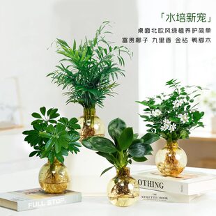 【买三送一】水培九里香 鸭脚木 椰子 金钻20~30CM室内绿植物
