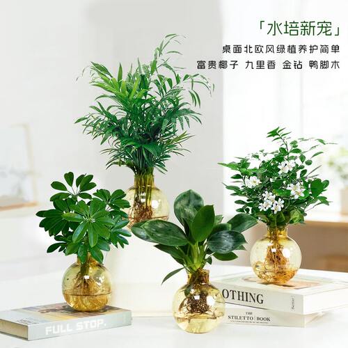 【买三送一】水培九里香 鸭脚木 椰子 金钻20~30CM室内绿植物