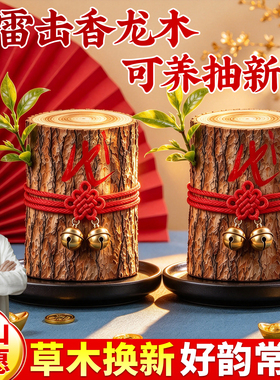 【雷击香龙木】会发芽的木头摆件香龙血树木招福纳财居家实木摆件