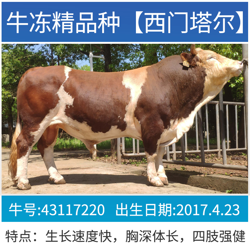 德系澳系西门塔尔牛冻精牛精子进口高端人工授精冷冻