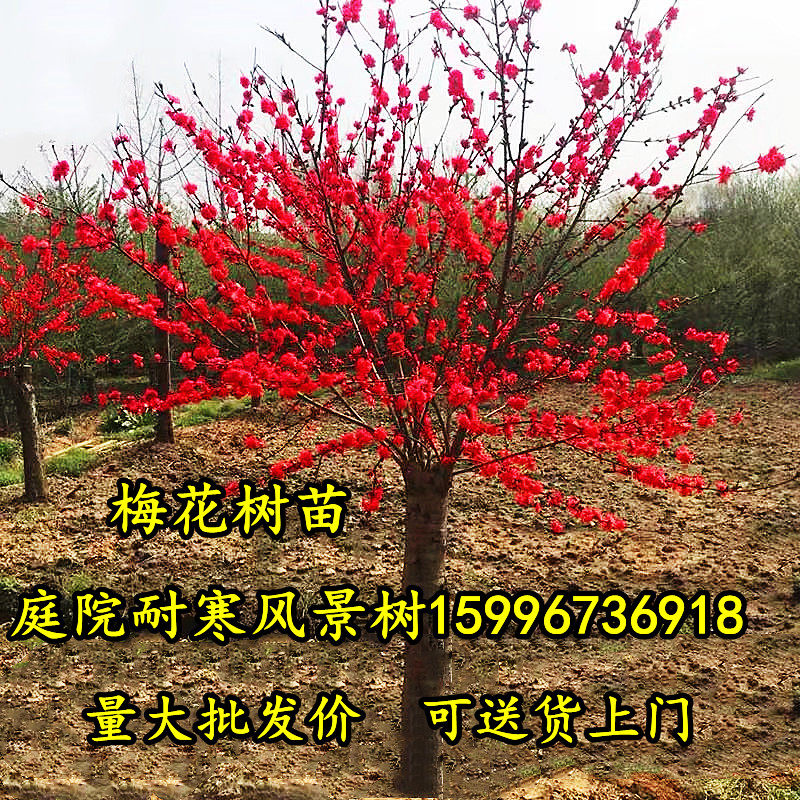 梅花树苗原生骨里红梅腊梅冬季耐寒浓香嫁接花卉四季庭院盆栽苗木图片