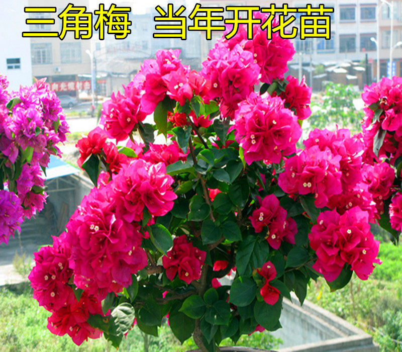 三角梅室内室外盆栽 爬藤花卉攀援植物大苗重瓣大苗花卉绿植盆栽