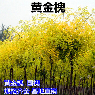龙爪槐 国槐 垂槐 黄金槐 庭院道路行道树 盘槐树苗 黄金槐大树苗