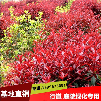 红叶石楠树苗小苗围墙绿篱围栏植物高杆四季常青庭院绿化工程苗木