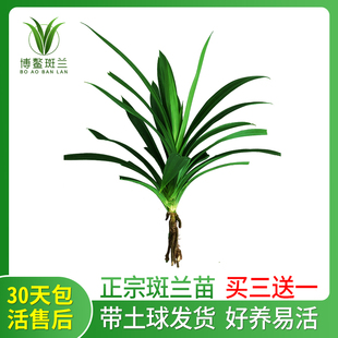 香兰叶苗斑兰叶苗斑斓叶苗泰国品种盆栽斑兰盆景室内绿植包成活