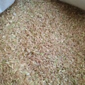 黑龙江五常大米 自家自产自销 五常稻花香糙米