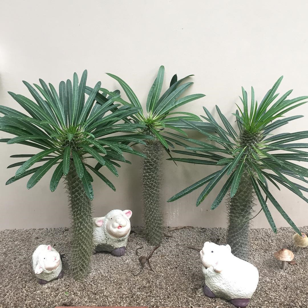 中大型耐旱仙人掌 非洲霸王树 沙生多肉植物 造景盆栽 缀化棒槌树