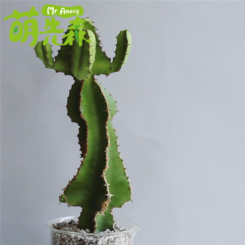 琉璃塔 大戟科属仙人掌沙生植物绿植景观布置 仙人柱懒人多肉盆栽