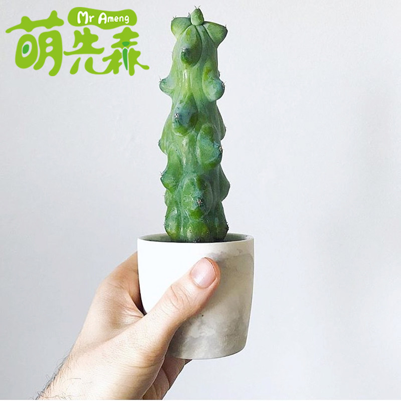 福禄寿仙人柱 北美洲福禄龙神木多肉植物盆栽 ins风少刺仙人掌