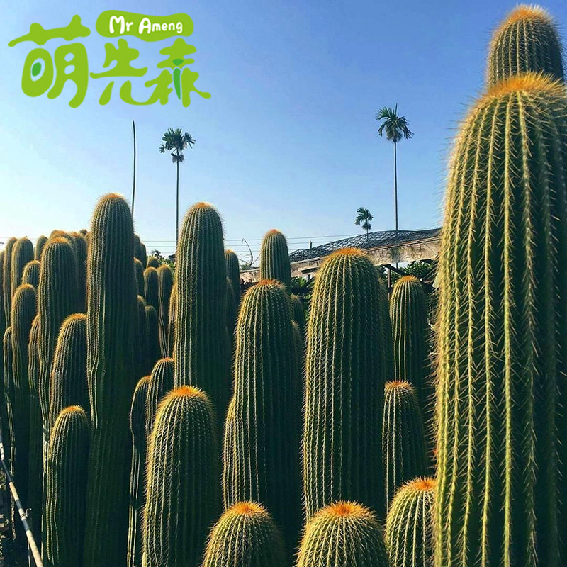 墨西哥大凤龙仙人柱 沙漠多肉植物仙人掌 ins风庭院盆栽裸根发货