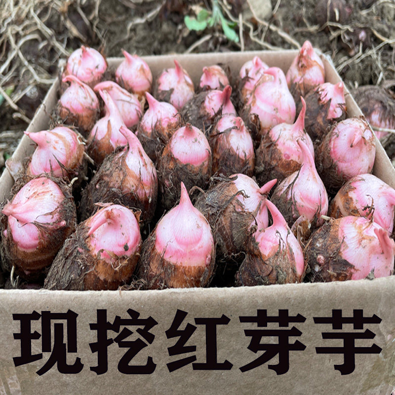 现挖红芽芋头种子带芽新鲜正宗小芋头粉糯毛芋艿香芋种苗广西荔浦