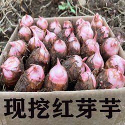 现挖红芽芋头种子带芽新鲜正宗小芋头粉糯毛芋艿香芋种苗广西荔浦