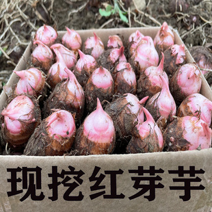 现挖红芽芋头种子带芽新鲜正宗小芋头粉糯毛芋艿香芋种苗广西荔浦