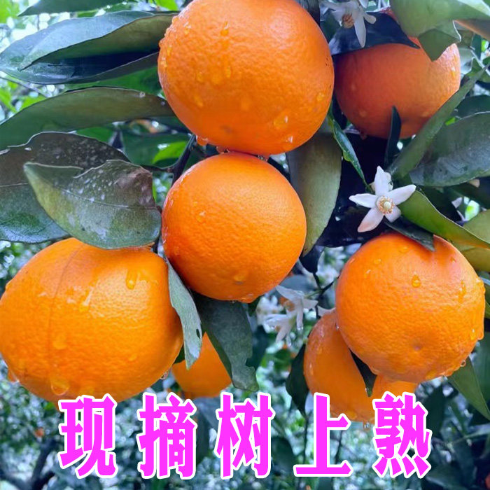 现摘橙子酸甜永州江永夏橙皮薄孕妇新鲜水果湖南爆汁炸果汁香甜橘